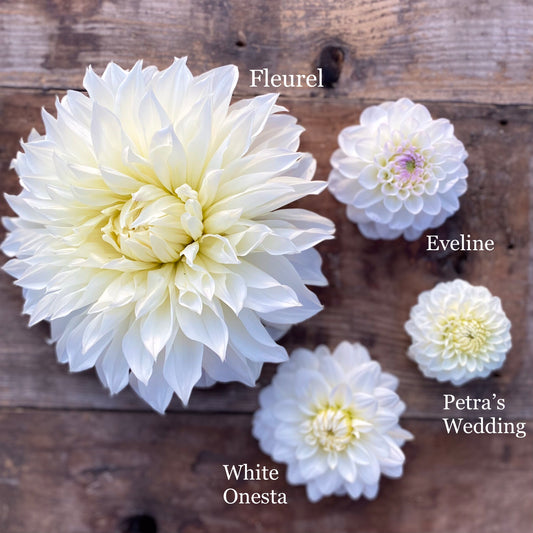 Dahlia White Onesta ~ Plant
